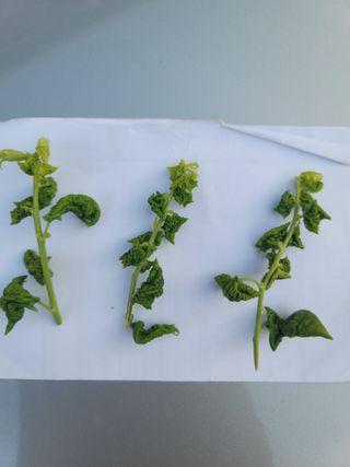 장영진 님의 매실 · 병해충상담 작성글 사진