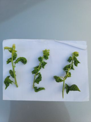 장영진 님의 매실 · 병해충상담 작성글 사진