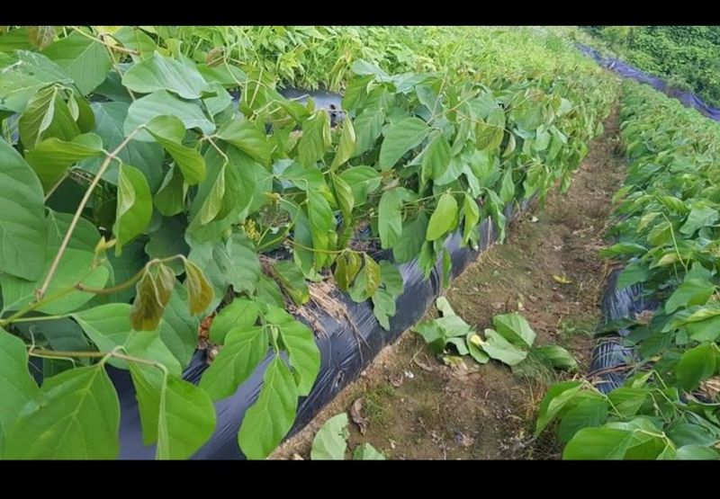 주희님의 장터 판매 상품 [나무작두콩 모종판매(택배가능)] 첨부 사진