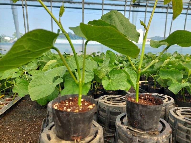 주희님의 장터 판매 상품 [나무작두콩 모종판매(택배가능)] 첨부 사진