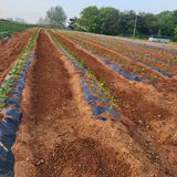 팜모닝 고추·영농일지 게시글 이미지