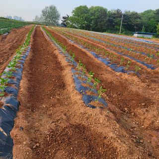 쑤니님의 고추 · 영농일지 작성글 사진