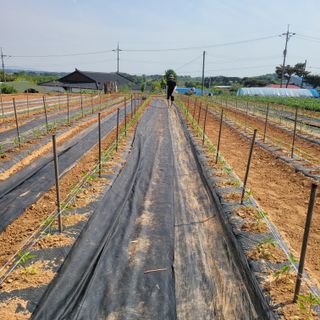 쑤니님의 고추 · 영농일지 작성글 사진