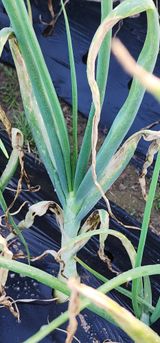 팜모닝 양파·병해충상담 게시글 이미지