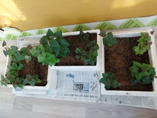 성주 농업인님의 자유주제 · 자유게시판 작성글 사진