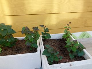 성주 농업인님의 자유주제 · 자유게시판 작성글 사진