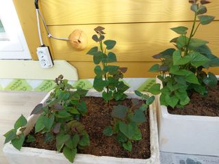 성주 농업인님의 자유주제 · 자유게시판 작성글 사진