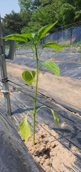 팜모닝 자유주제·자유게시판 게시글 이미지