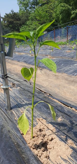 호박11158님의 자유주제 · 자유게시판 작성글 사진