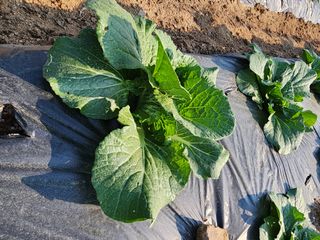 횡성군자연인님의 농사, 무엇이든 물어보세요! · 참여글 작성글 사진