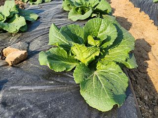 횡성군자연인님의 농사, 무엇이든 물어보세요! · 참여글 작성글 사진