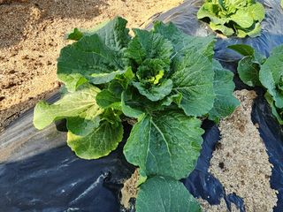 횡성군자연인님의 농사, 무엇이든 물어보세요! · 참여글 작성글 사진