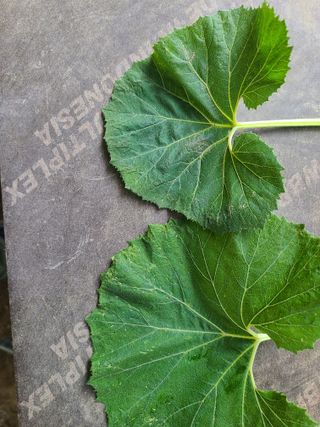 머위농장님의 기타작물 · 병해충상담 작성글 사진