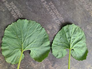 머위농장님의 기타작물 · 병해충상담 작성글 사진