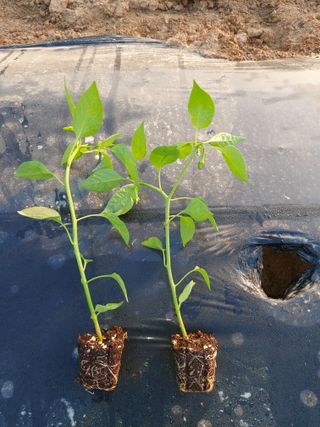 박태원님의 자유주제 · 자유게시판 작성글 사진