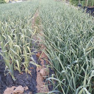 삼성농산님의 마늘 · 비료•농약 작성글 사진