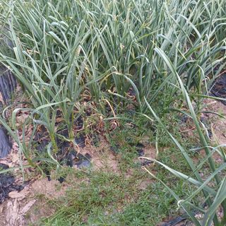 삼성농산님의 마늘 · 비료•농약 작성글 사진