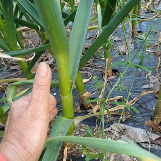 삼성농산님의 마늘 · 비료•농약 작성글 사진