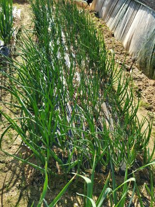 농업인님의 5월 농사계획 공유하기 · 참여글 작성글 사진