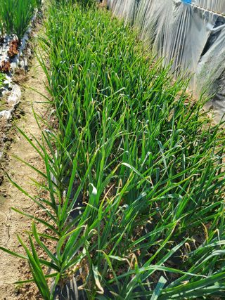 농업인님의 5월 농사계획 공유하기 · 참여글 작성글 사진