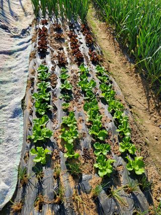 농업인님의 5월 농사계획 공유하기 · 참여글 작성글 사진