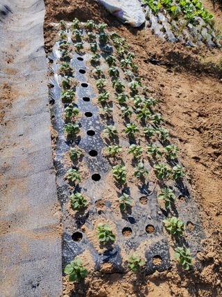 농업인님의 5월 농사계획 공유하기 · 참여글 작성글 사진