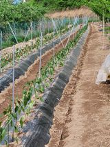 팜모닝 자유주제·자유게시판 게시글 이미지