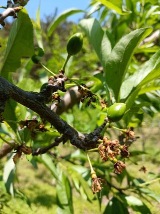 시연아빠님의 자두 · 병해충상담 작성글 사진