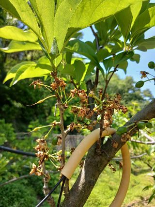시연아빠님의 자두 · 병해충상담 작성글 사진