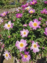 팜모닝 자유주제·사진전 게시글 이미지