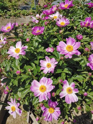 하봉문님의 자유주제 · 사진전 작성글 사진