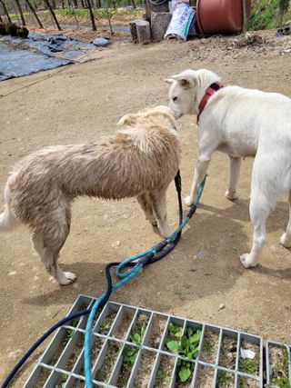 유병선(김천자두)님의 자유주제 · 자유게시판 작성글 사진