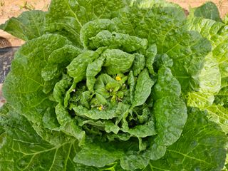 포도21806님의 자유주제 · 자유게시판 작성글 사진