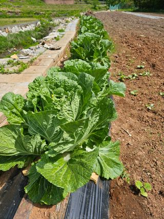 포도21806님의 자유주제 · 자유게시판 작성글 사진