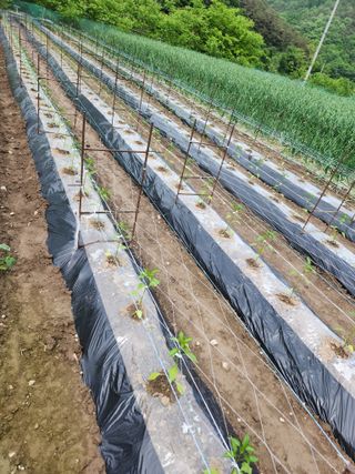 농군님의 자유주제 · 자유게시판 작성글 사진