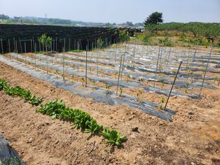 I am 조익성님의 고추 · 영농일지 작성글 사진