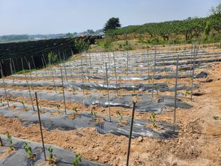 I am 조익성님의 고추 · 영농일지 작성글 사진