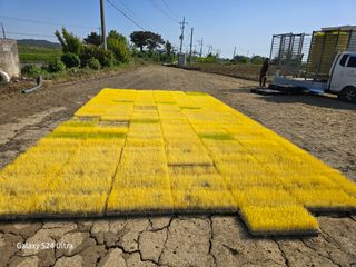 대왕소나무님의 벼 · 영농일지 작성글 사진