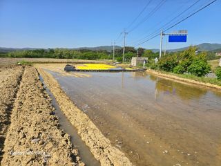 대왕소나무님의 벼 · 영농일지 작성글 사진