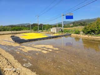 대왕소나무님의 벼 · 영농일지 작성글 사진
