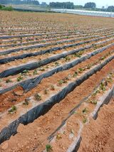 팜모닝 고구마·영농일지 게시글 이미지