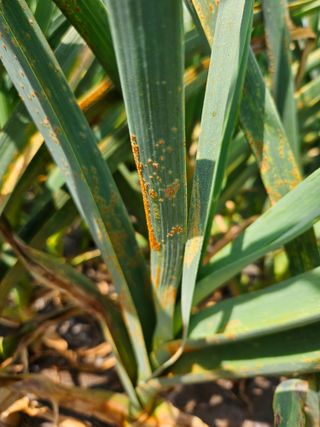 임병국(남리ㅡ림)님의 농사, 무엇이든 물어보세요! · 참여글 작성글 사진