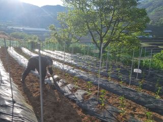 남원 윤형선님의 고추 · 영농일지 작성글 사진