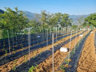 남원 윤형선님의 고추 · 영농일지 작성글 사진