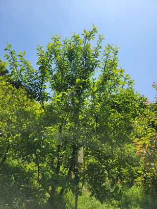 진해풍호동텃밭님의 자유주제 · 자유게시판 작성글 사진