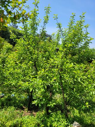 진해풍호동텃밭님의 자유주제 · 자유게시판 작성글 사진