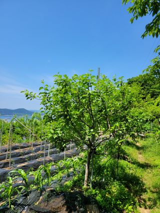 진해풍호동텃밭님의 자유주제 · 자유게시판 작성글 사진