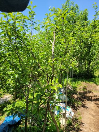 진해풍호동텃밭님의 자유주제 · 자유게시판 작성글 사진