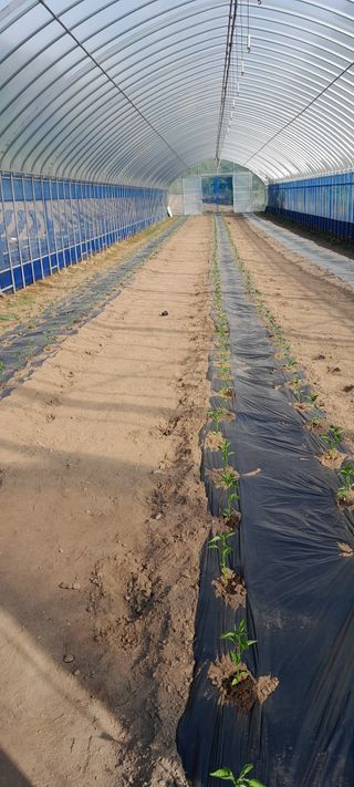 .윤금자님의 고추 · 영농일지 작성글 사진