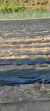 팜모닝 고추·영농일지 게시글 이미지